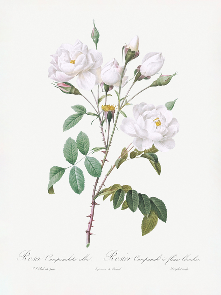 Rosa Campanulata Alba Poster