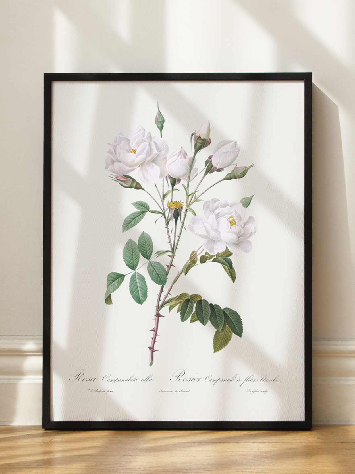 Rosa Campanulata Alba Poster