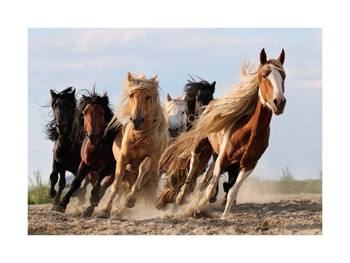 Running Horses Poster