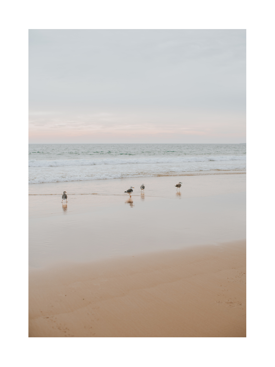Fotografie von Möwen am Strand mit Wellen im Hintergrund.