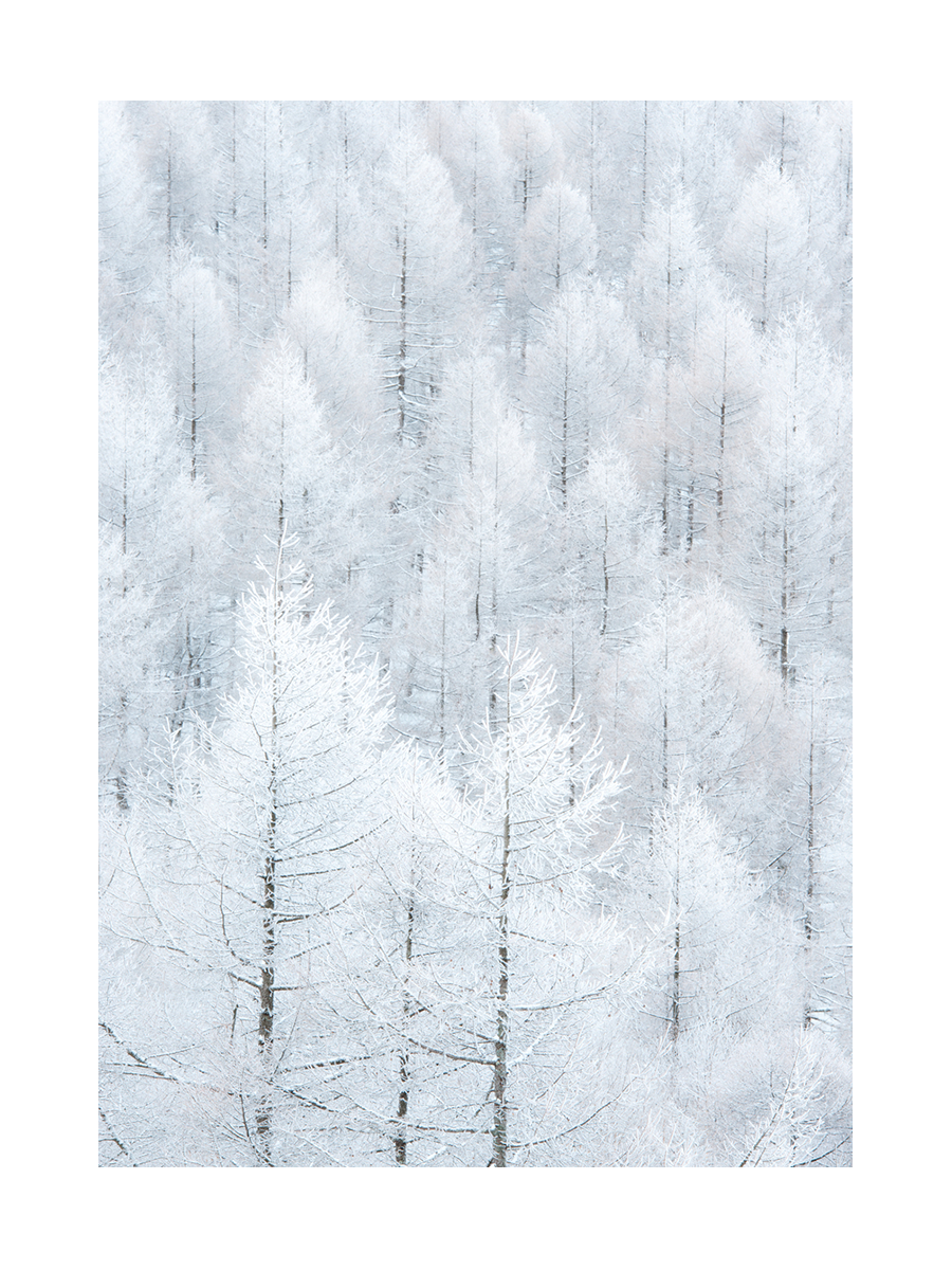 Fotografie eines verschneiten Waldes mit schneebedeckten Bäumen.