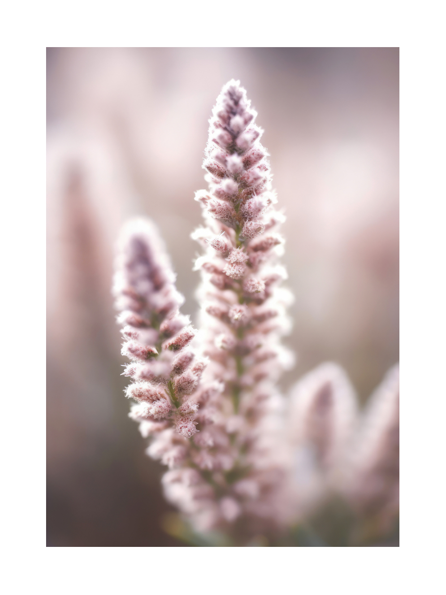 Soft Botanical Poster