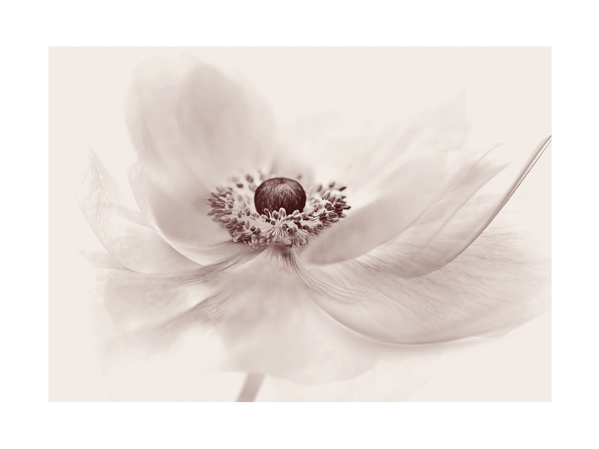 Fotografie einer beigen Blume mit dunkler Mitte vor einem hellen Hintergrund.