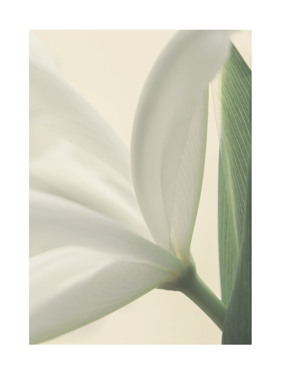 Nahaufnahme einer weißen Tulpe mit grünem Blatt.
