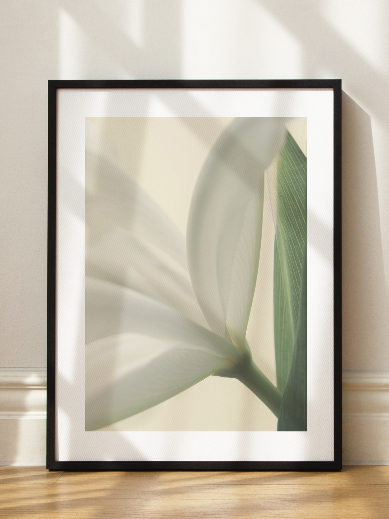 Soft Tulip