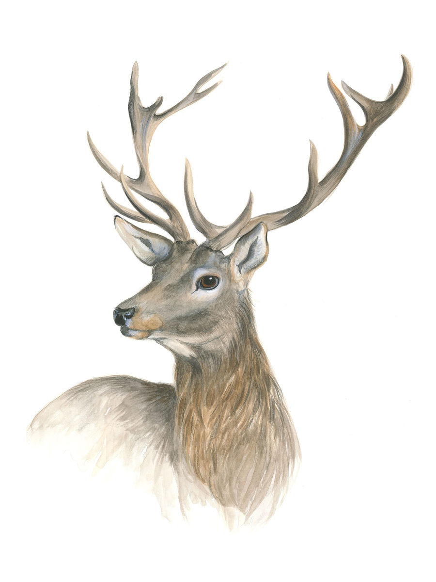 Stag Poster