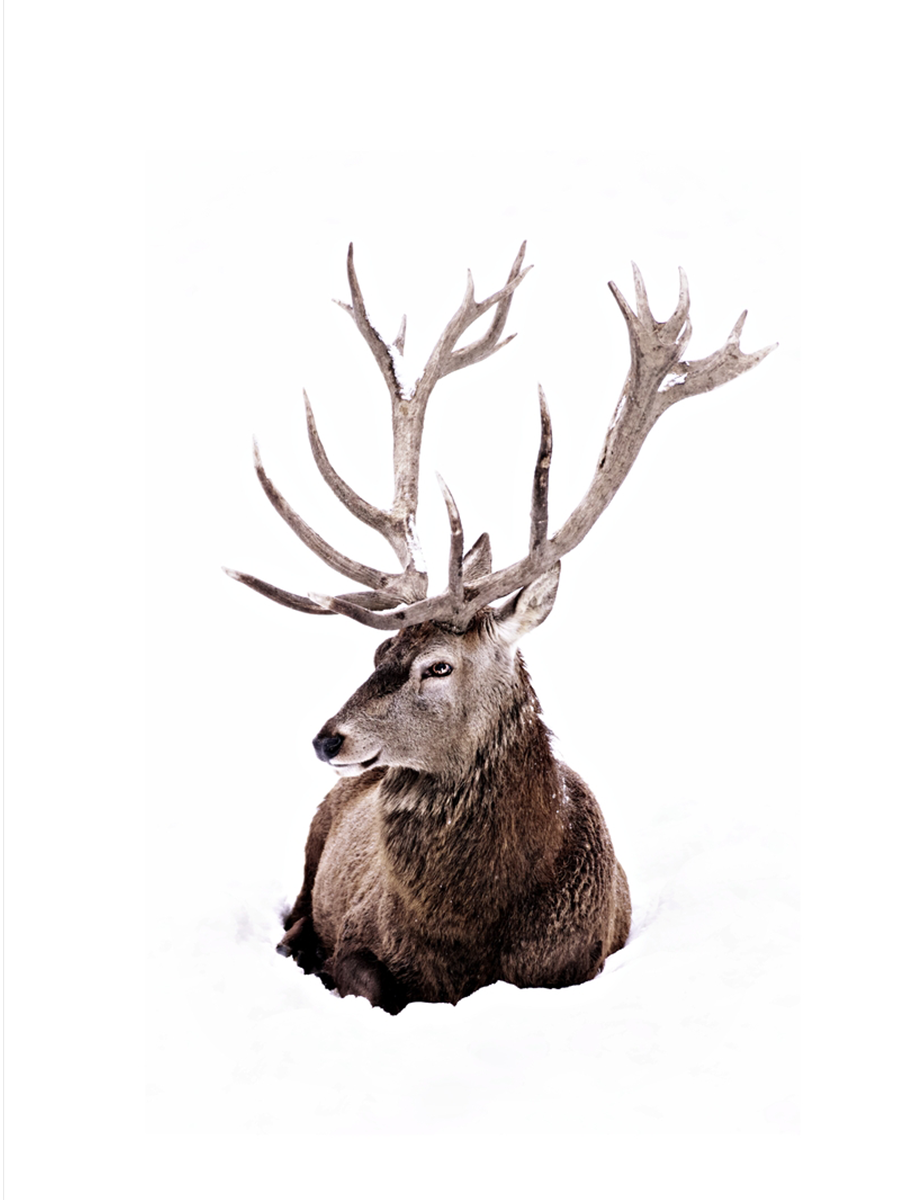 Stag In Snow Poster