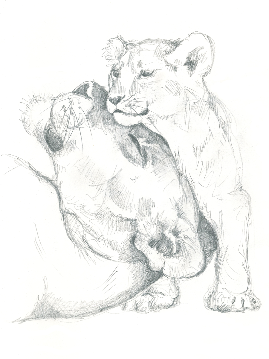 Tender Lion Sketch Poster