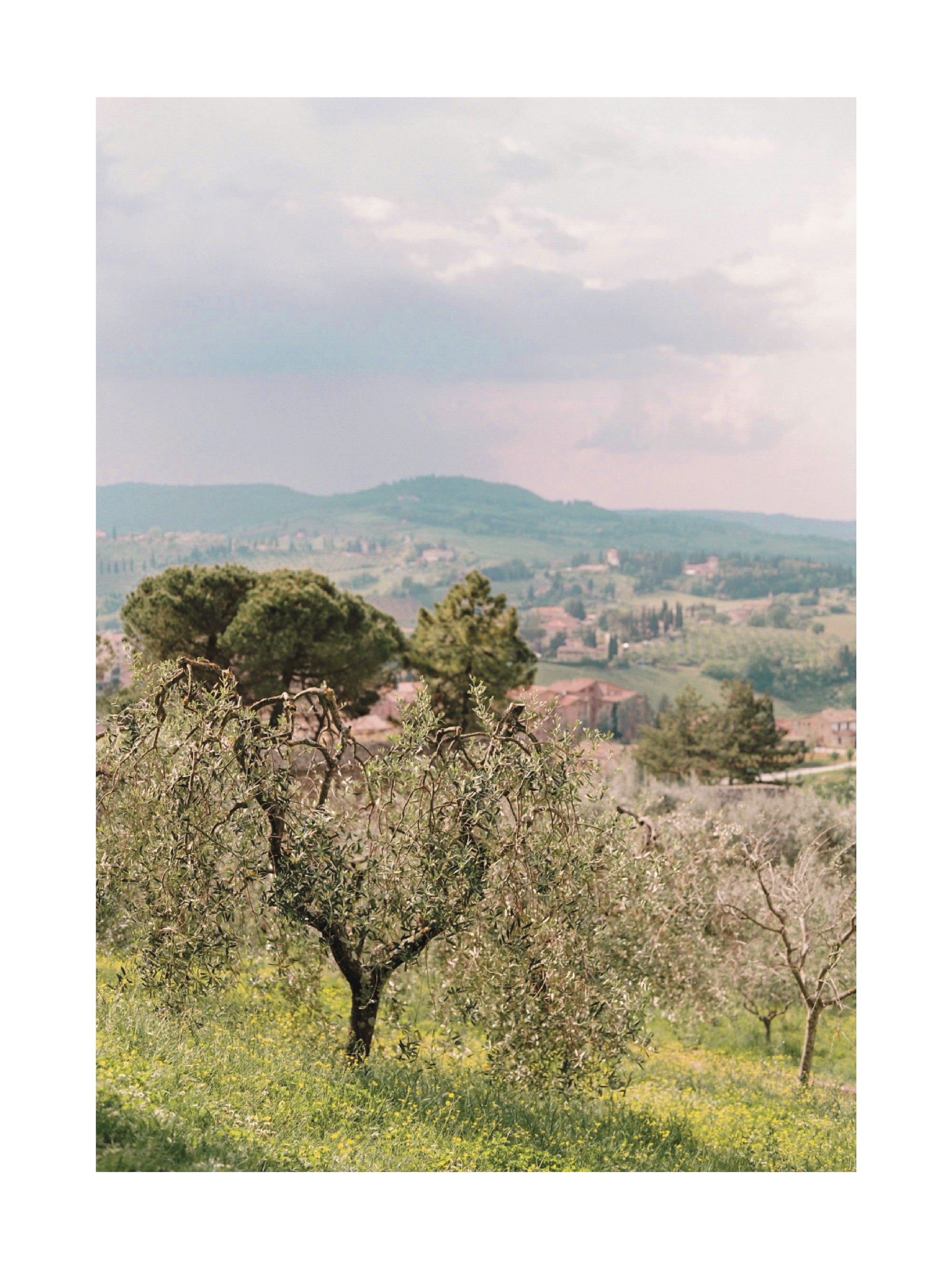 Fotografie der toskanischen Landschaft mit Olivenbäumen und Hügeln im Hintergrund.