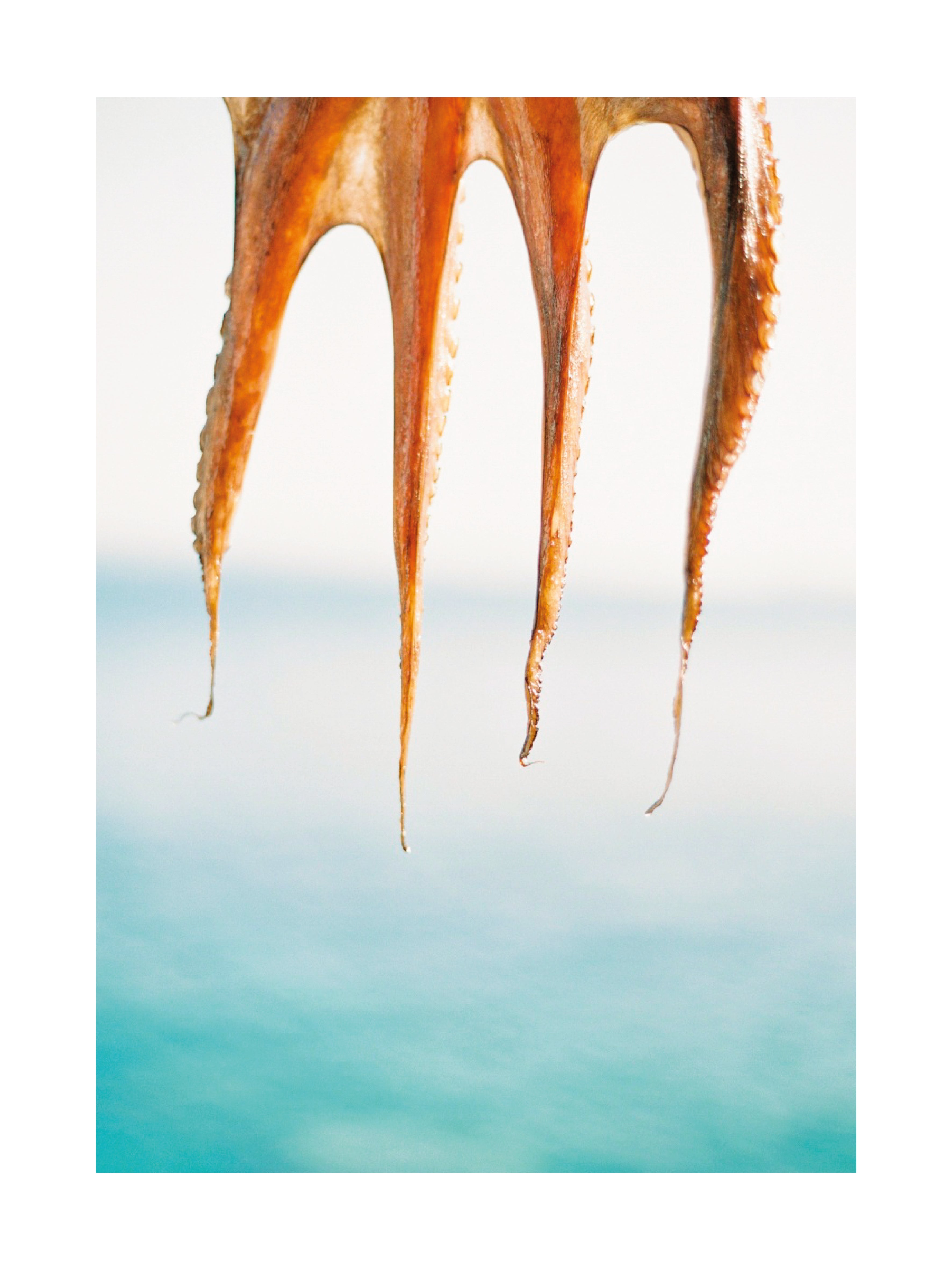 Fotografie eines Tintenfischs, der vor einem blauen Meer zum Trocknen hängt.