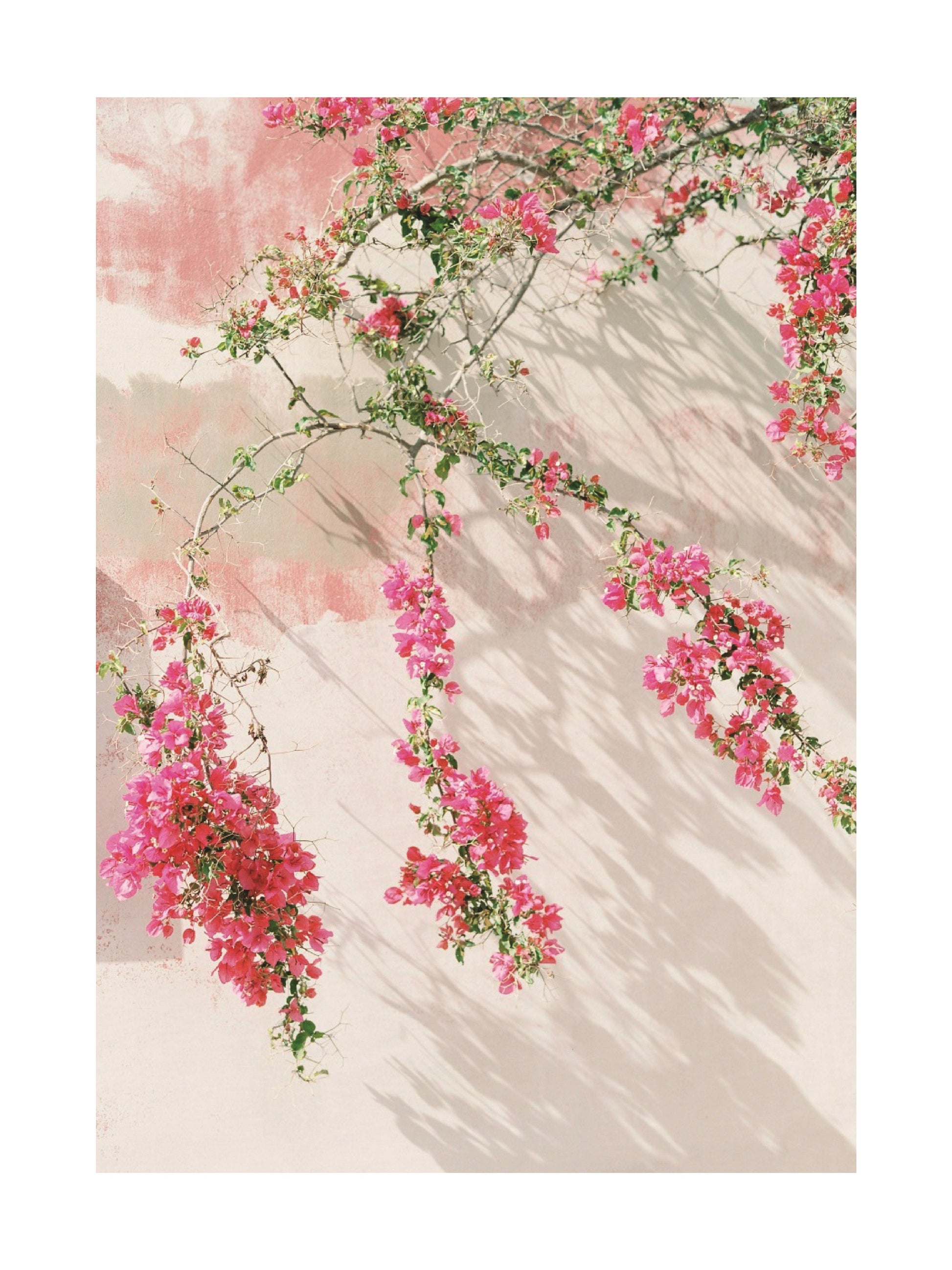 Bougainvillea Bliss Poster
