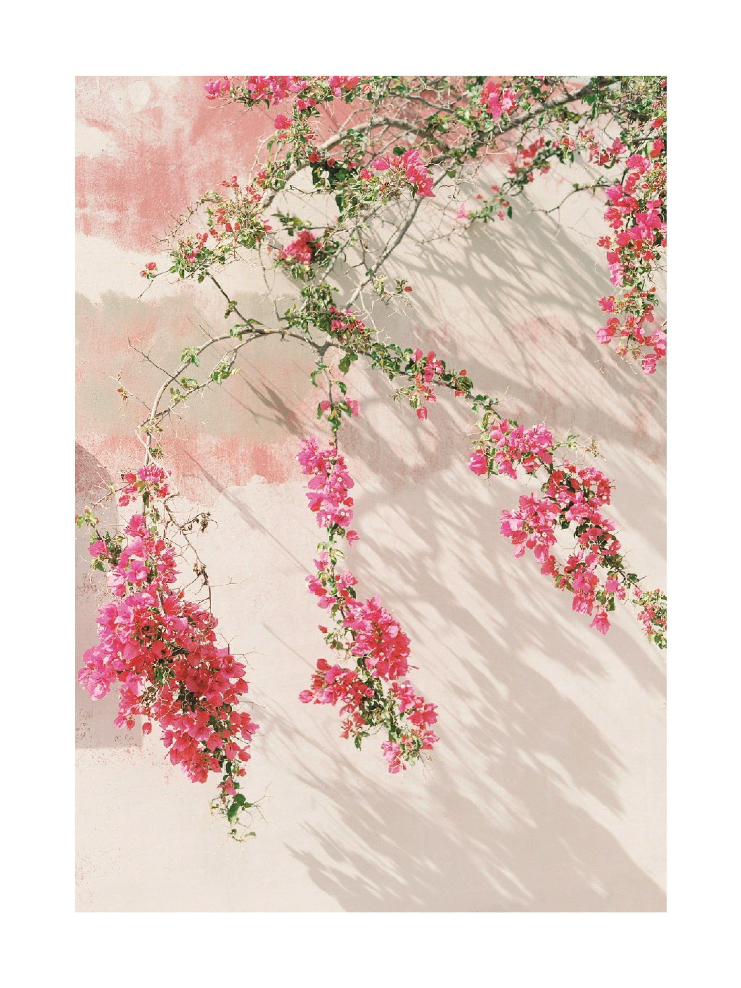 Fotografie von pinken Bougainvillea-Blumen, die an einer Wand hinunterhängen.