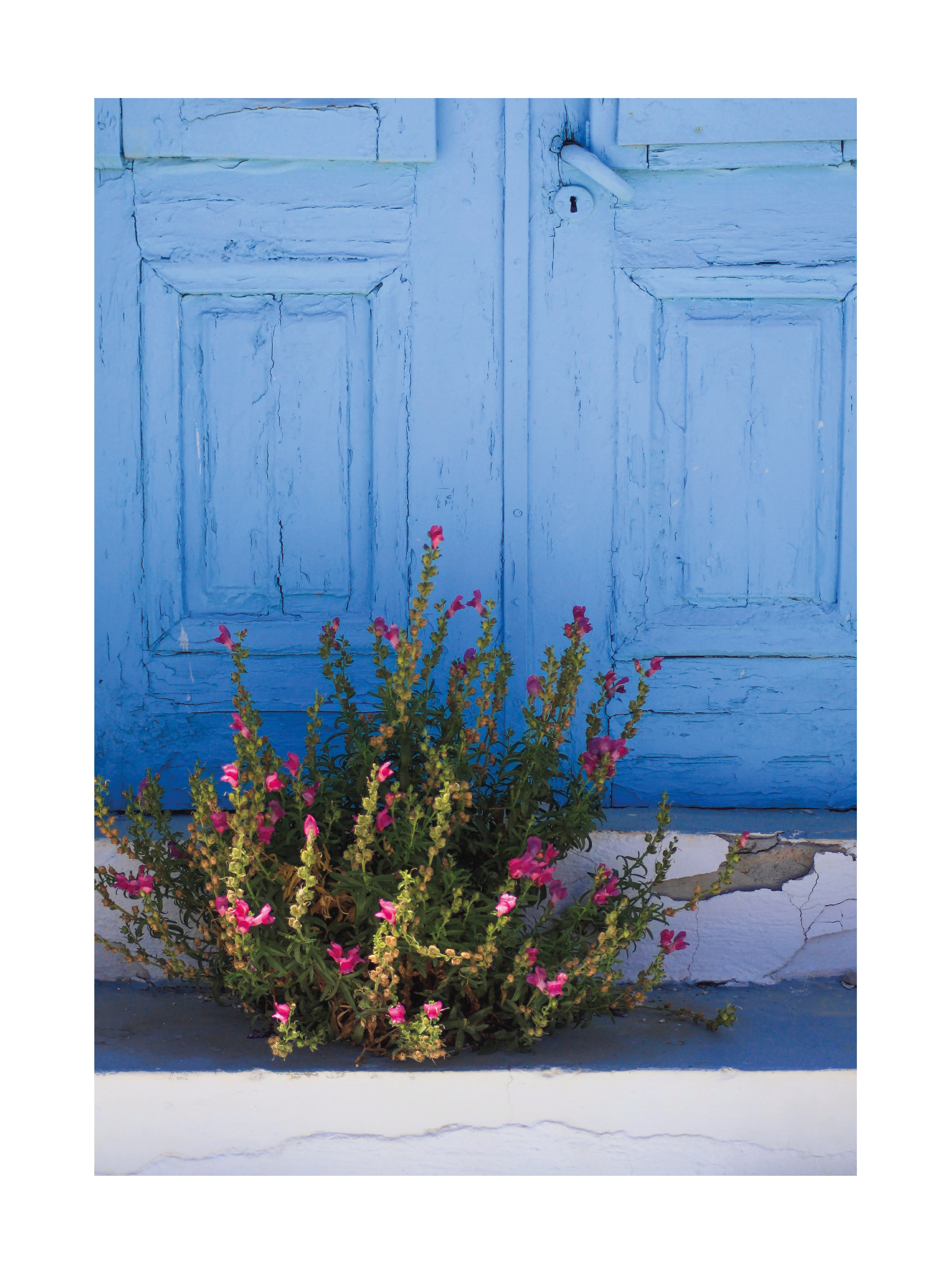Fotografie von rosa Blumen vor einer blauen Tür mit einer weißen Treppe.