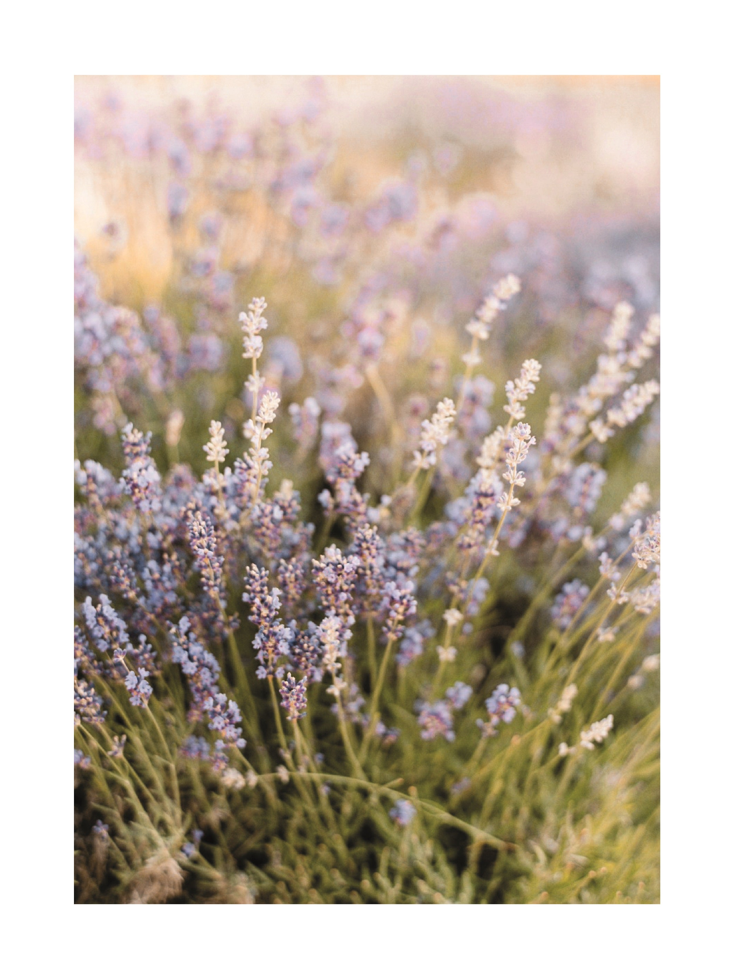 Fotografie von Lavendelblüten mit verschwommenem lila und gelbem Hintergrund.