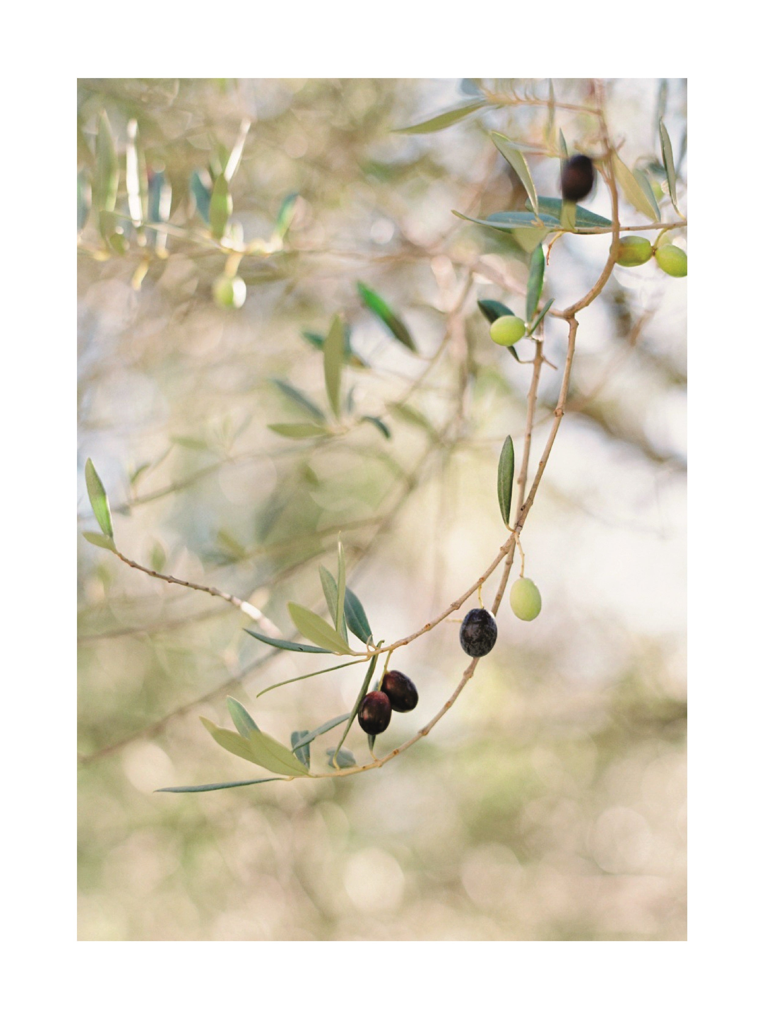 Fotografie von grünen und schwarzen Oliven an einem Olivenbaum.