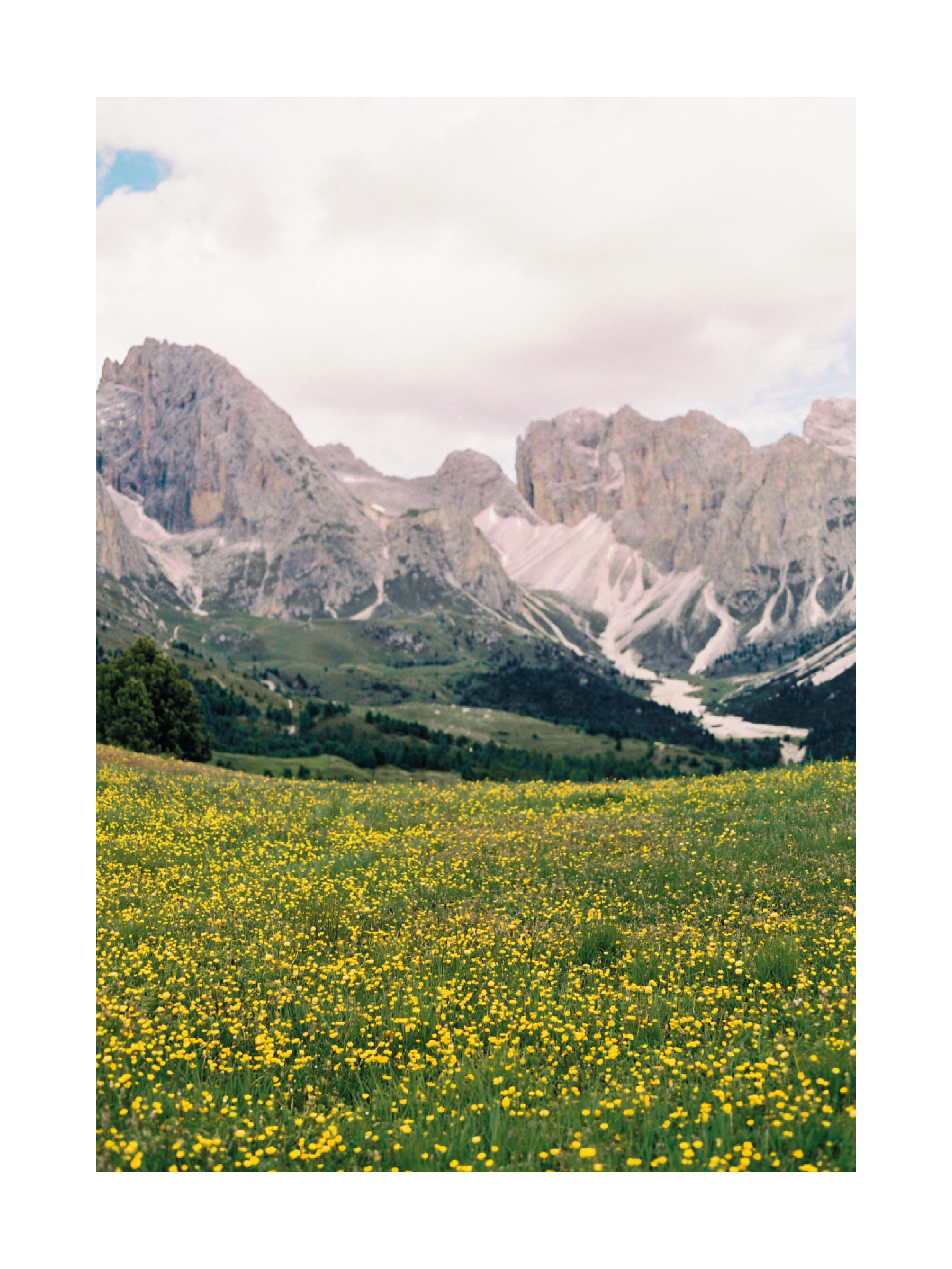 Fotografie einer grünen Wiese mit gelben Blumen und den Dolomiten im Hintergrund.