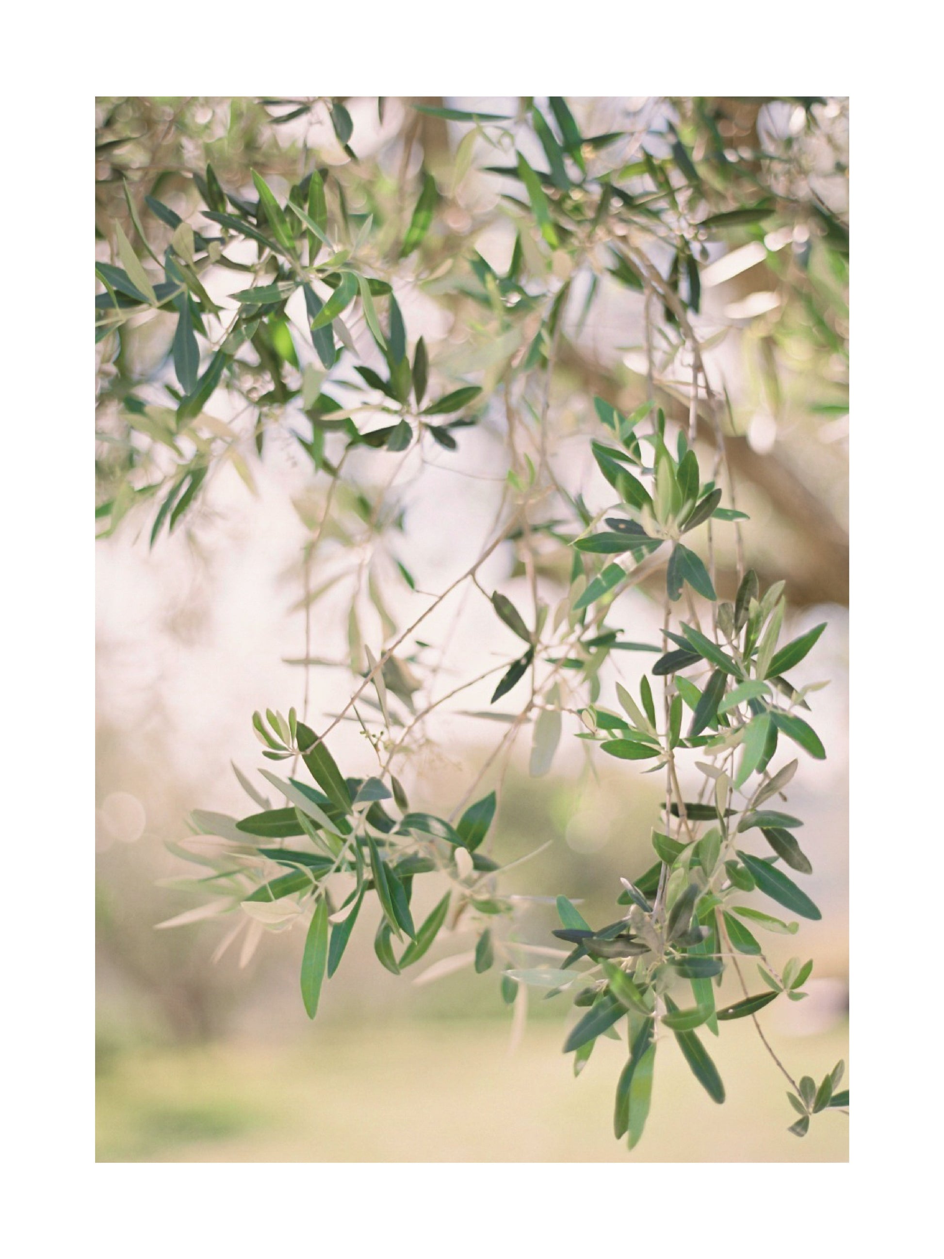 Aegean Harvest No3 Poster