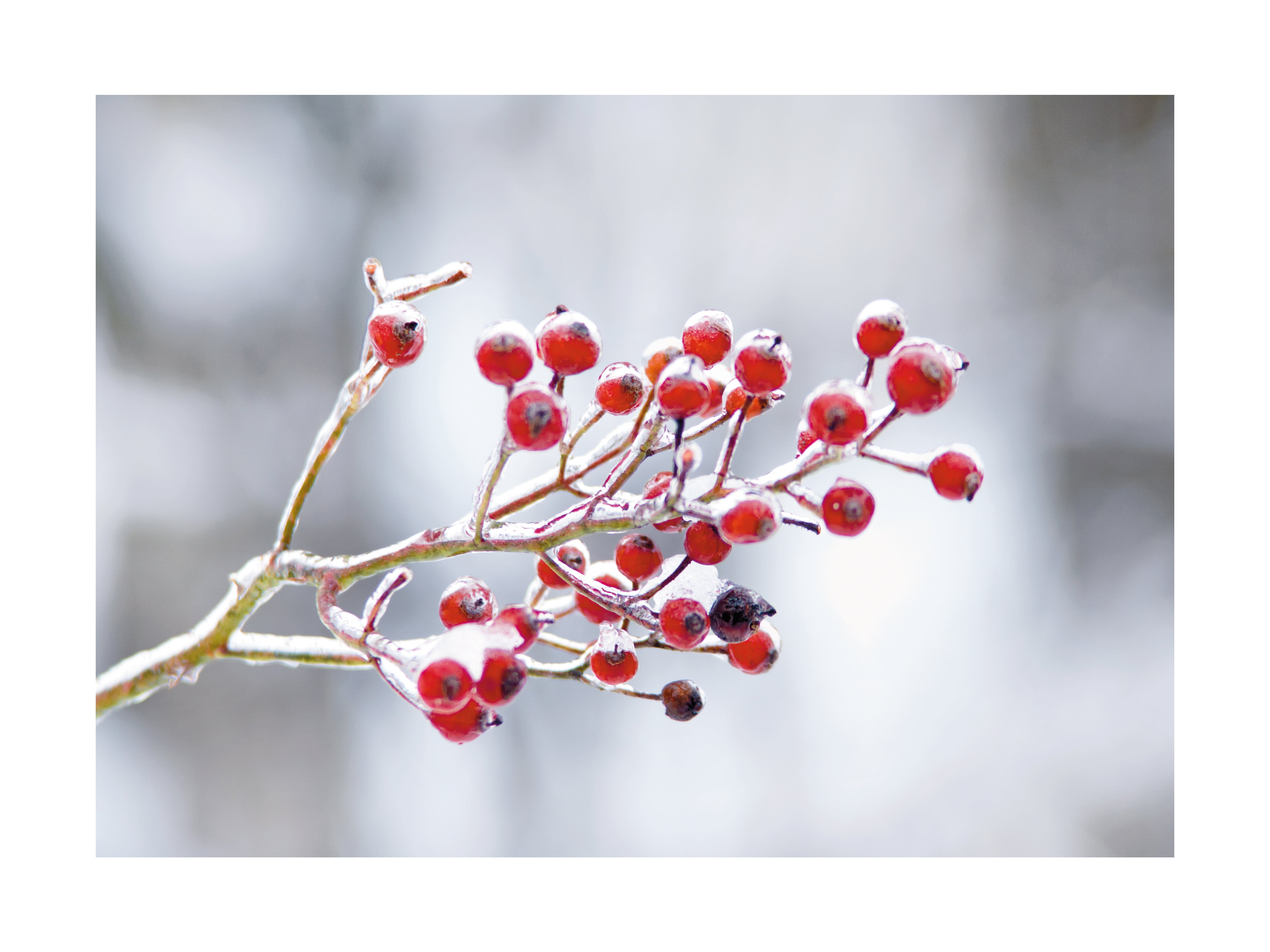Nahaufnahme von roten Beeren mit Schnee vor einem verschwommenen Hintergrund.