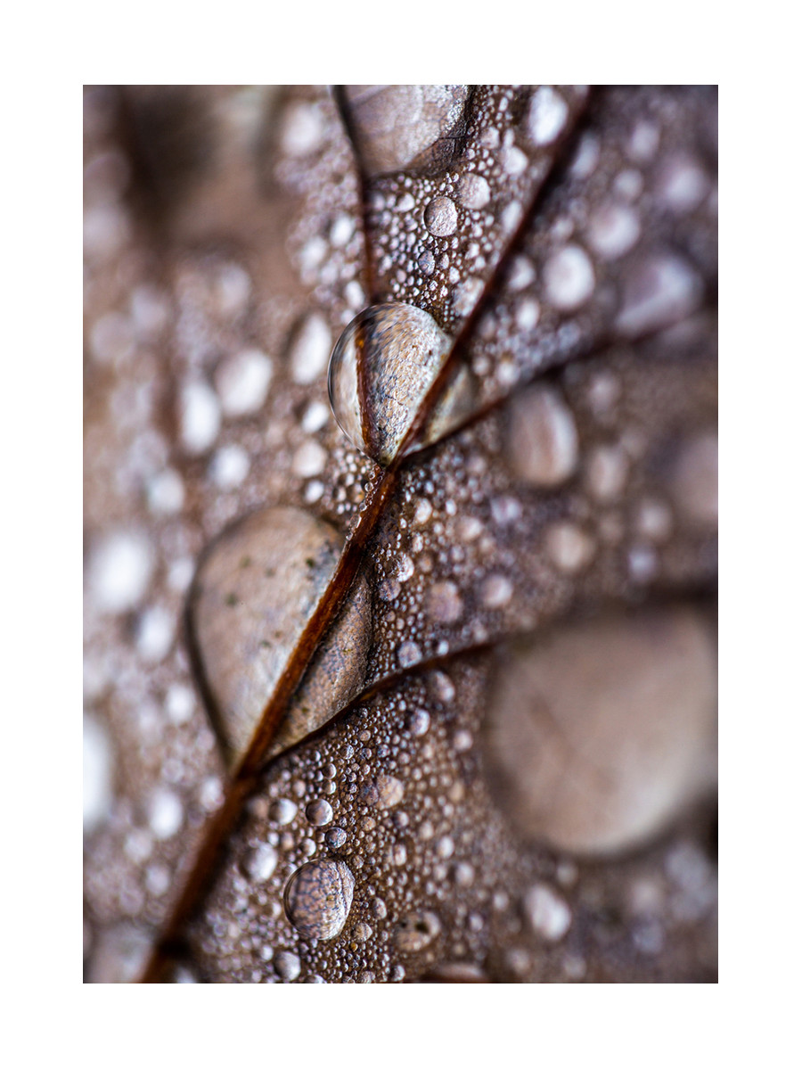 Water Drops on Leaf Poster