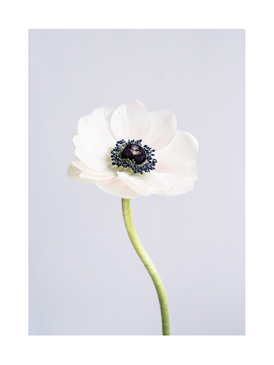 Poster einer weißen Anemone vor grauem Hintergrund.