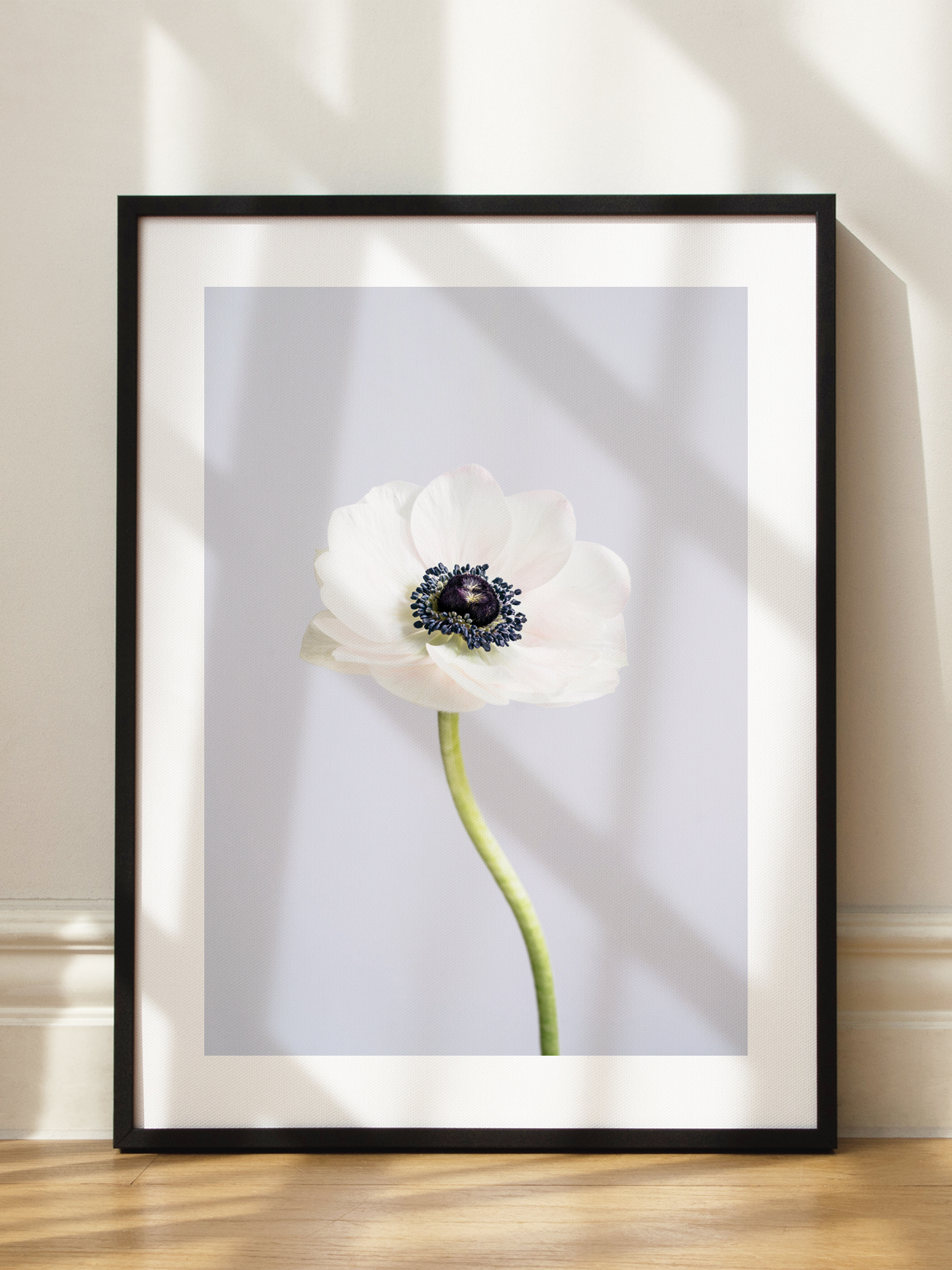 White Anemone Poster