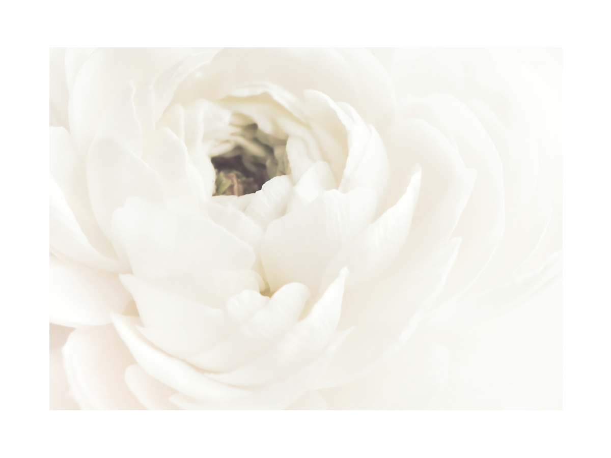 Nahaufnahme einer weißen Blume mit weichen Blütenblättern.