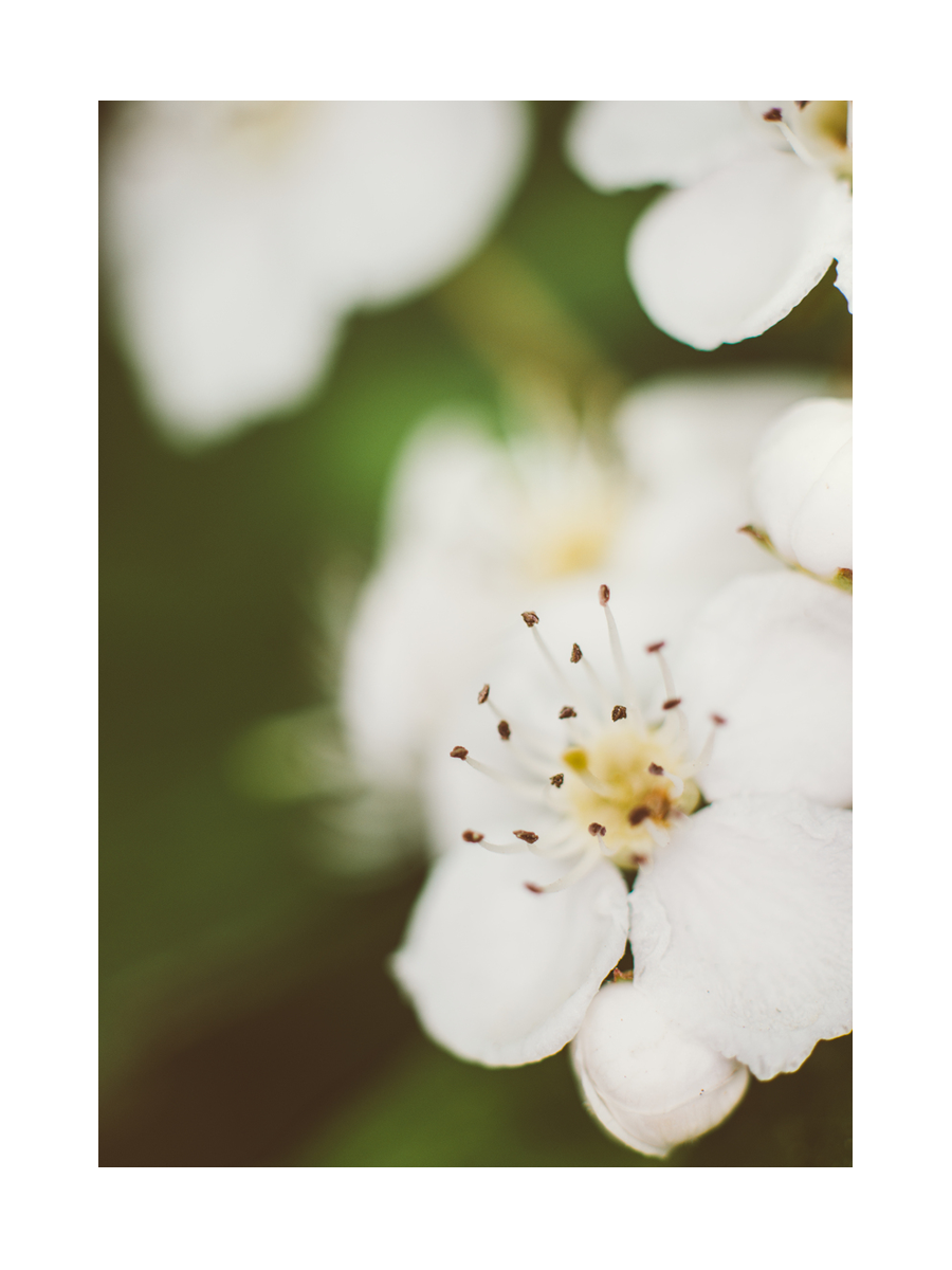 Nahaufnahme einer weißen Blüte mit grünem Hintergrund.