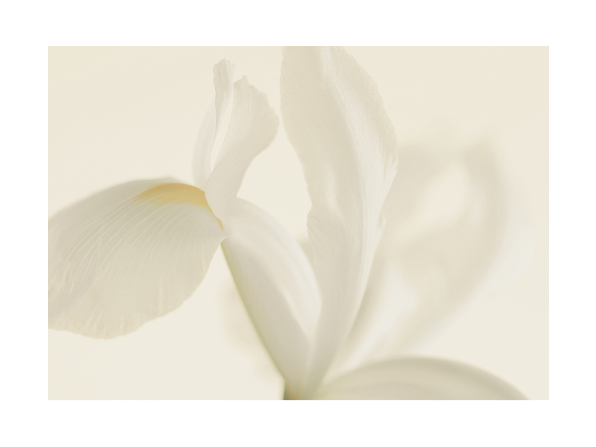 Weiße Blume auf hellbeigem Hintergrund.