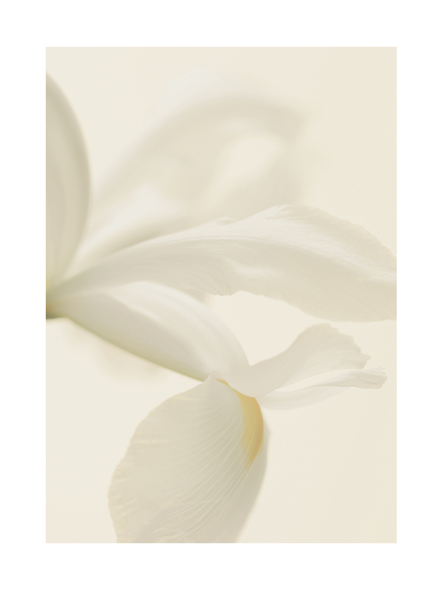 Nahaufnahme von weißen Blütenblättern einer Blume.