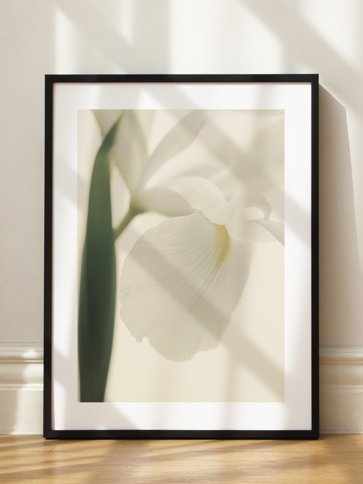 White Iris