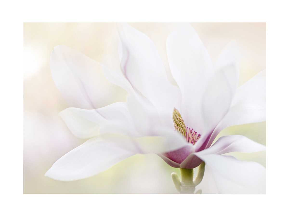 Weiße Magnolienblüte vor unscharfem beigen Hintergrund.