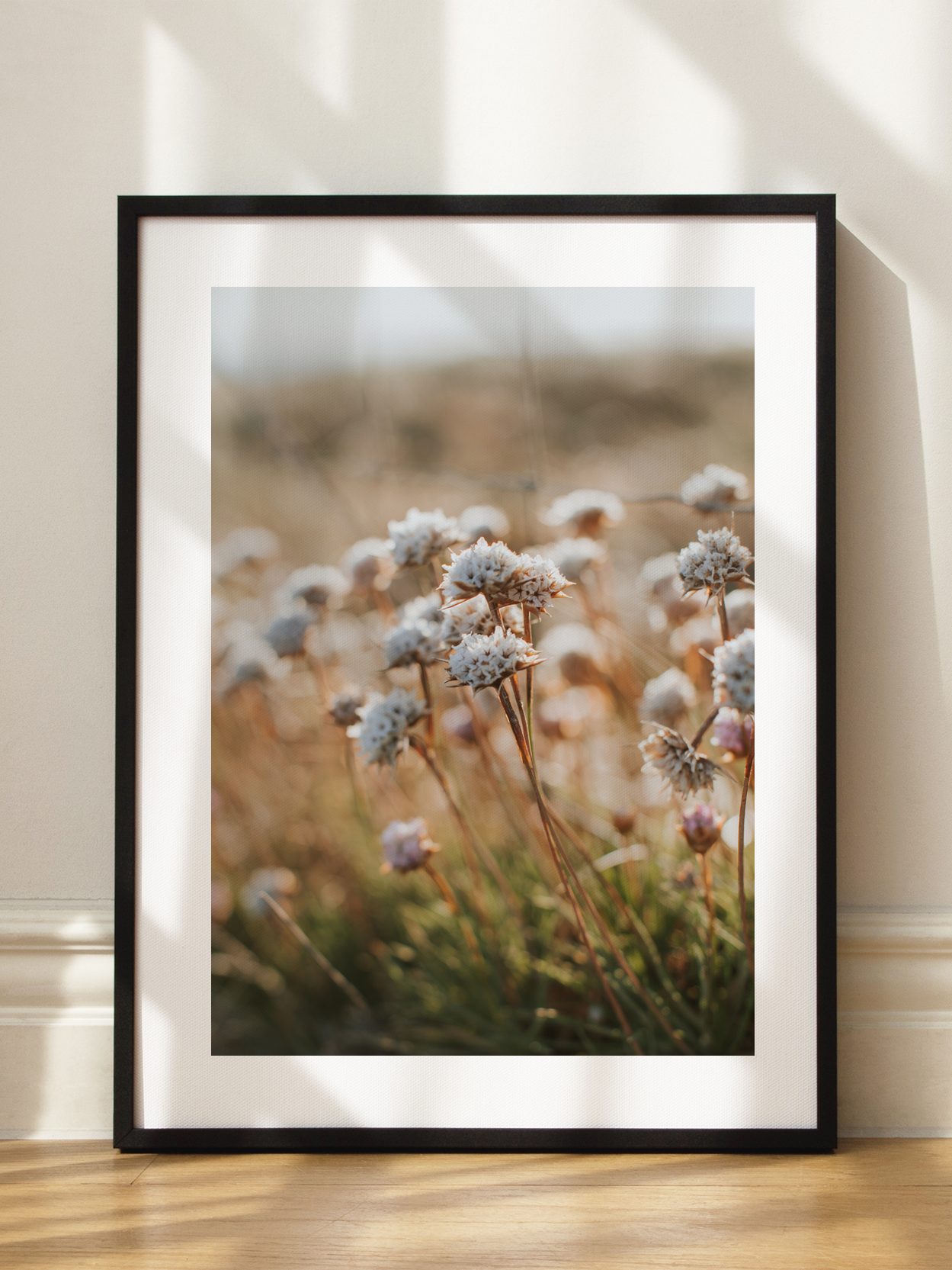 White Meadow Flowers