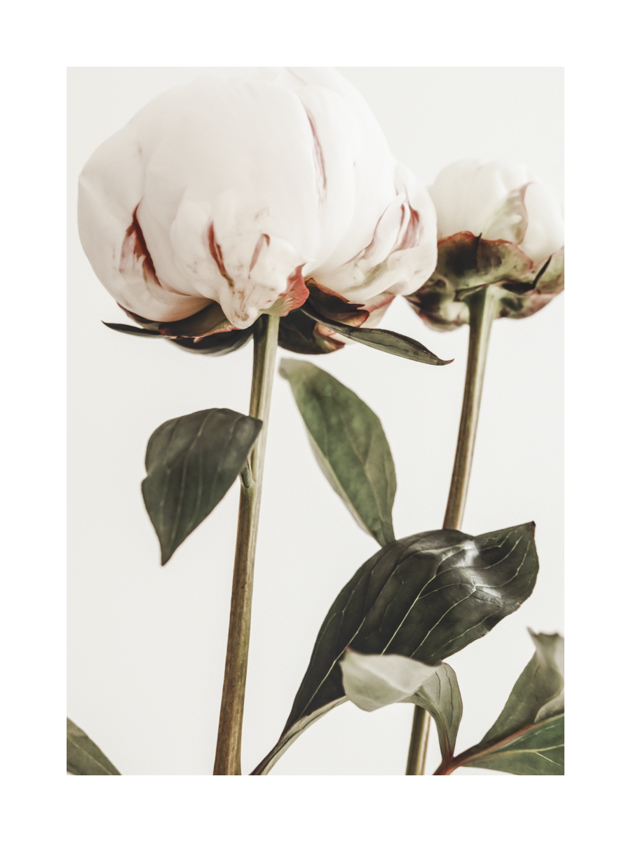 White Peonies Poster