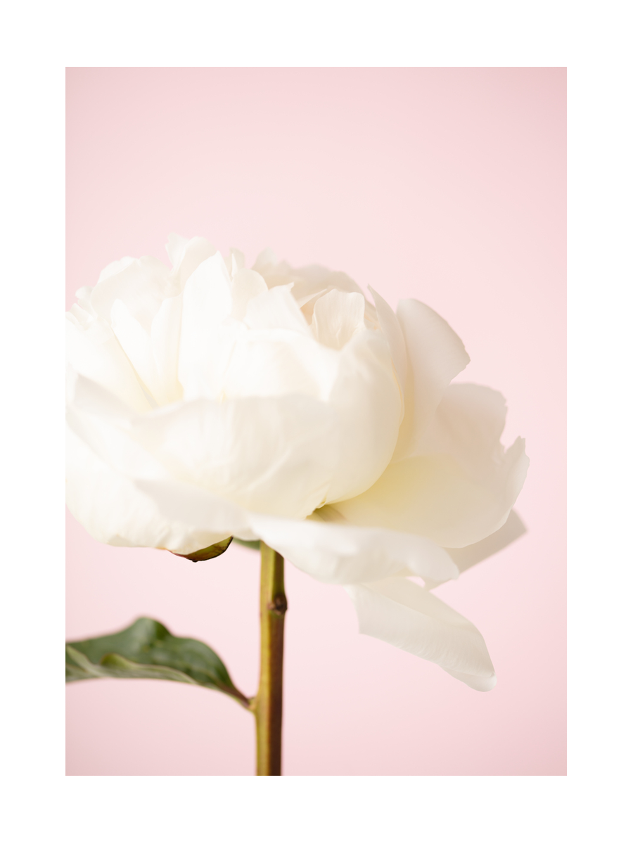 Fotografie einer weißen Pfingstrose vor einem rosa Hintergrund.