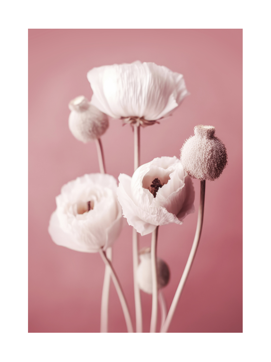 Weiße Mohnblumen vor einem rosa Hintergrund.