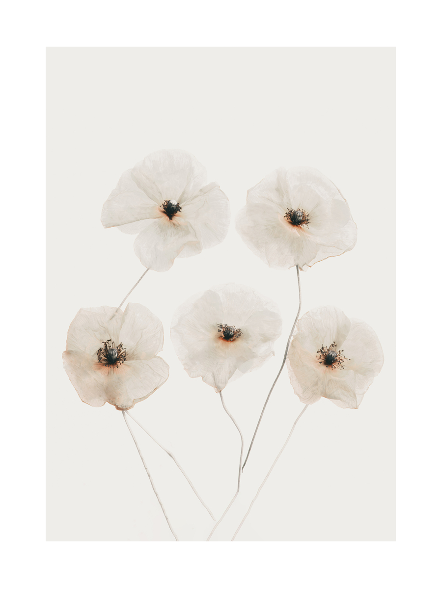 Fotografie von fünf weißen Mohnblumen mit schwarzem Kern vor einem hellgrauen Hintergrund.
