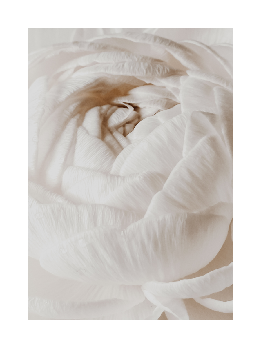 White Rose Close Up Poster