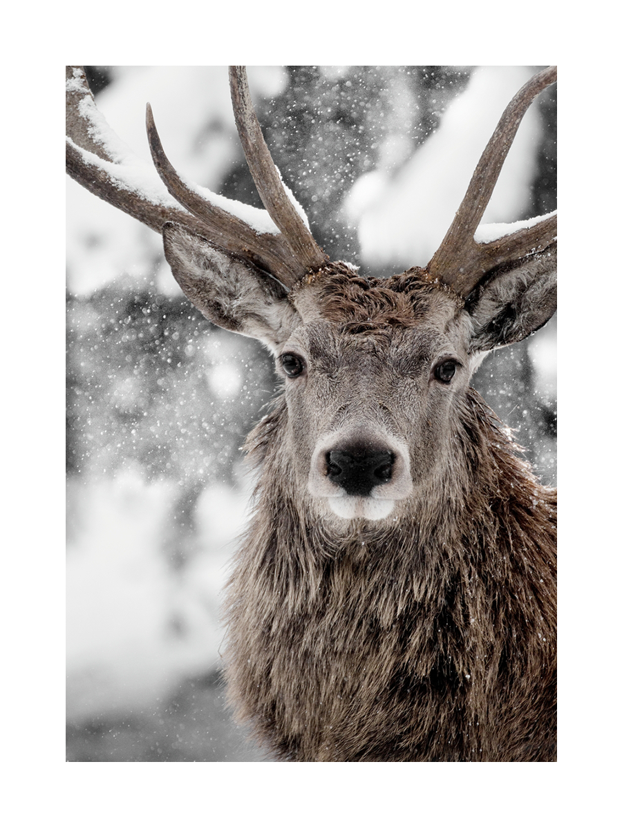 Winter Stag Poster