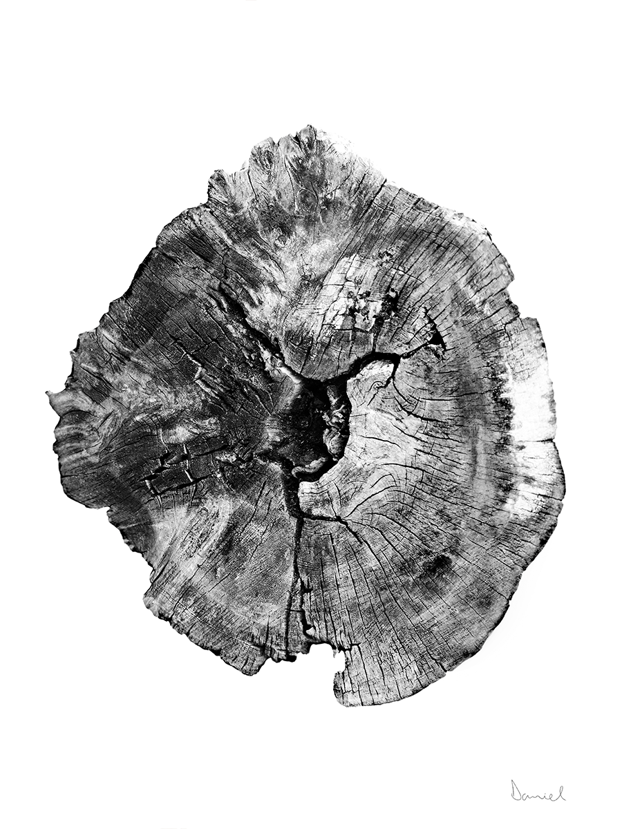 Schwarz-weiß-Fotografie eines Holzstücks mit sichtbaren Jahresringen.