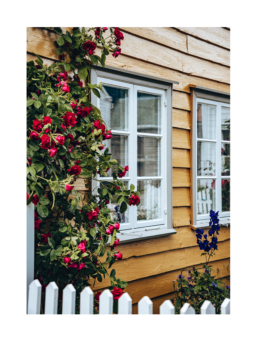Fotografie eines gelben Holzhauses mit weißen Fenstern und roten Rosen.
