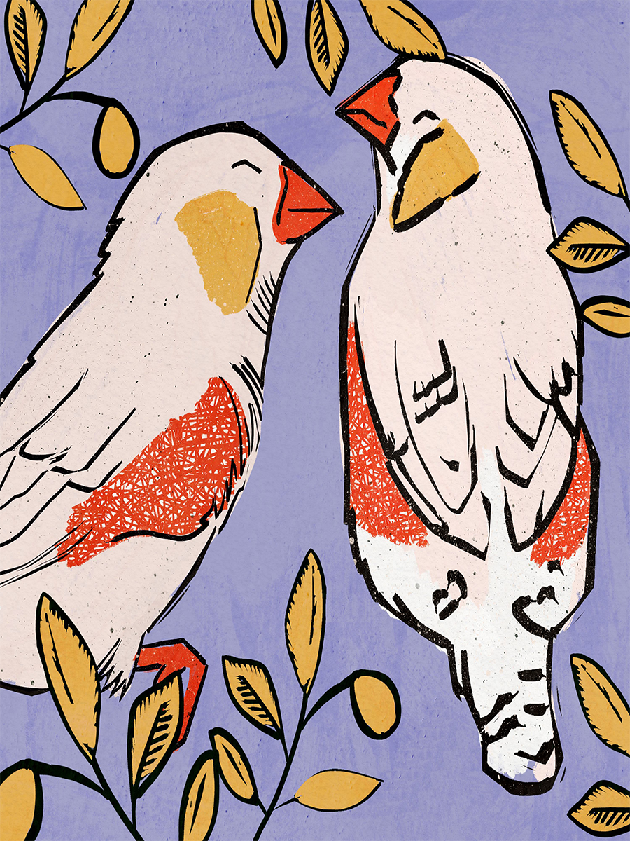 Zebra Finches Poster