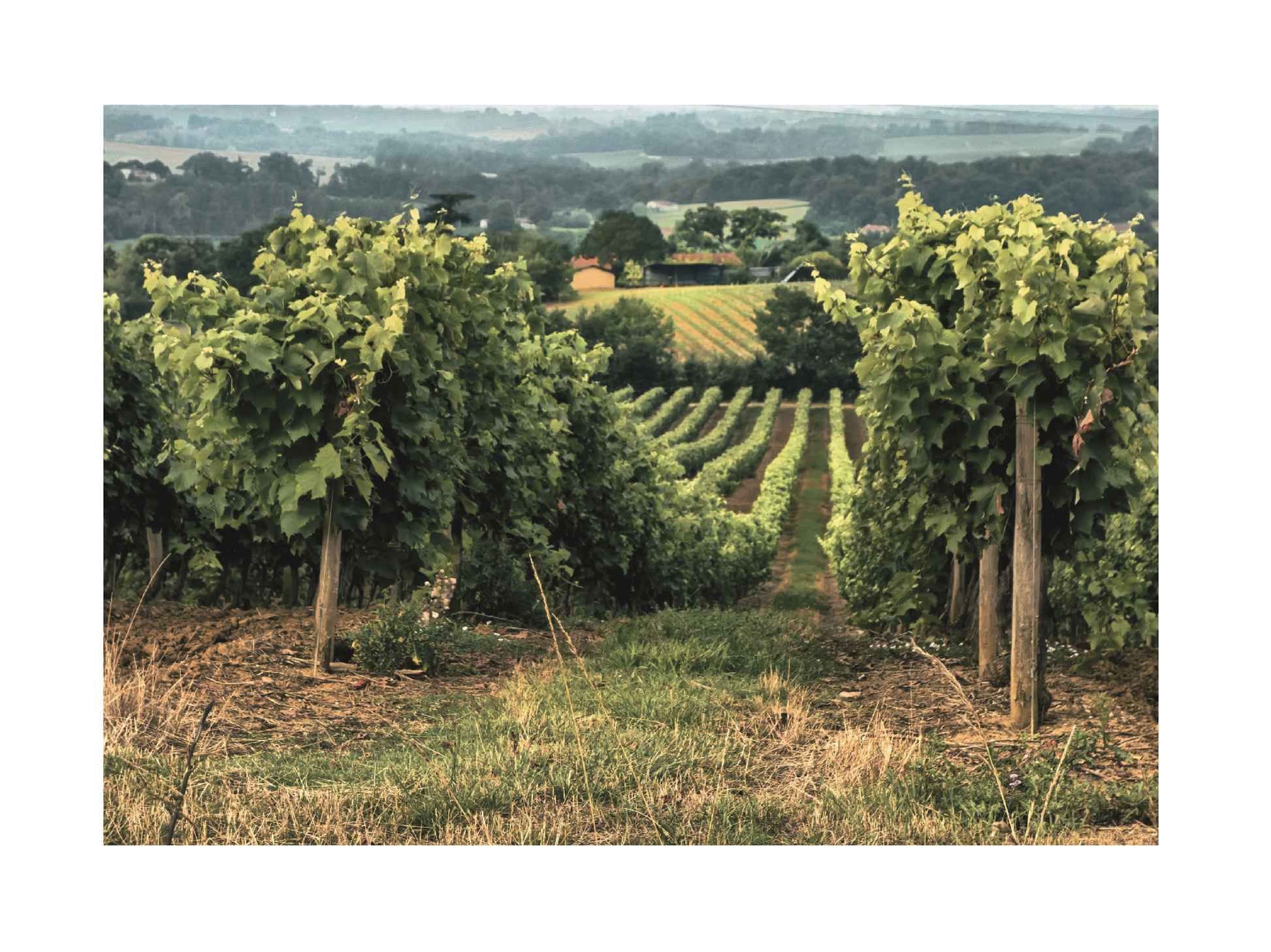 Tuscan Vines No2 Poster