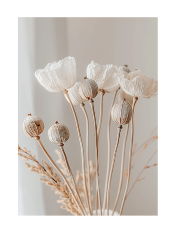 Fotografie von getrockneten Mohnblumen mit beigen Stielen vor einem hellgrauen Hintergrund.