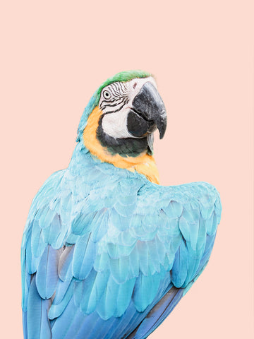 Fotografie eines blauen Papageis mit gelbem Hals vor einem hellrosa Hintergrund.