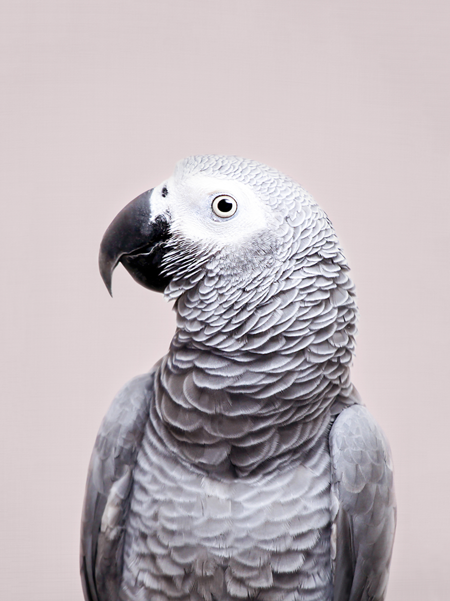 African Grey