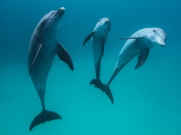 Unterwasserfotografie von drei schwimmenden Delfinen.