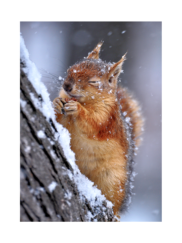 Ein Eichhörnchen auf einem schneebedeckten Baumstamm.