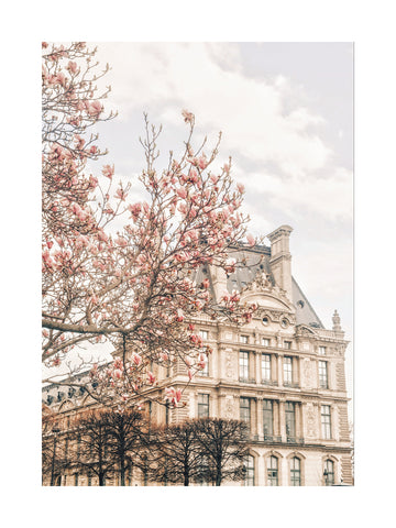 Fotografie eines blühenden Magnolienbaums vor einem historischen Gebäude.