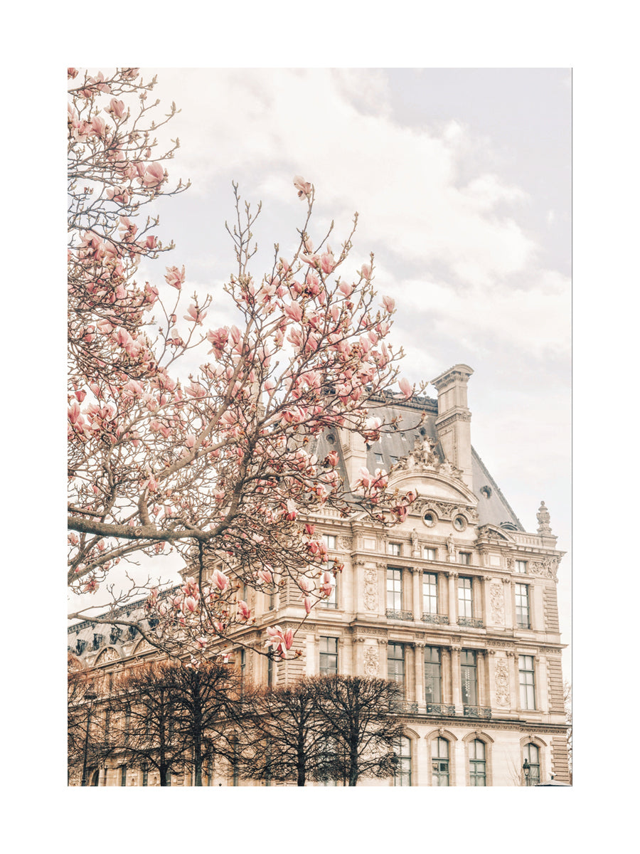 Cherry Blossoms at Versaille