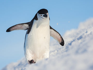 Ein Pinguin läuft durch den Schnee mit blauem Himmel im Hintergrund.